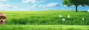 banner