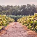 The Winery S2E6 "We Lied about the Revival" banner