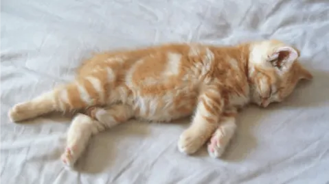 cats banner