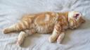 cats Banner