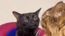 cats  [jimbo's version] banner