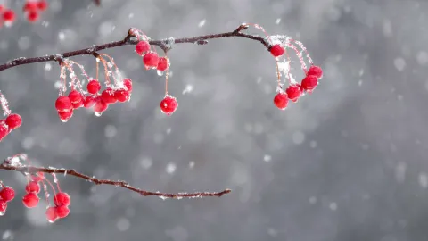 The East Pacific banner