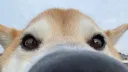 Shiba's Therapy Discord server banner