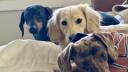 Wiener Dog Kingdom Banner