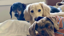Wiener Dog Kingdom banner