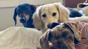 Wiener Dog Kingdom banner