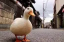 Quack banner