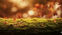 The Moss 18+ Banner