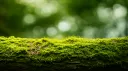 The Moss 18+ Discord server banner