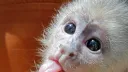 Monkeys server banner