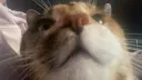 mowcus streamcord banner