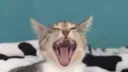 𝗧𝗵𝗲 𝗧𝗼𝘅𝗼𝗽𝗹𝗮𝘀𝗺𝗼𝘀𝗹𝘂𝘁𝘀 server banner