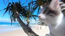 Cat Hut 🌈 banner