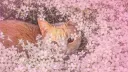 Cat Hut 🌷 Discord server banner