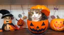 Cat Hut 🎃 banner