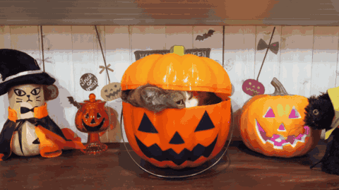 Cat Hut 👻 banner
