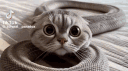 корпорация моки миоки banner