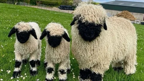 stray sheep banner