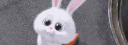 Discord Banner
