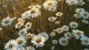 DAISY'S DUKES banner