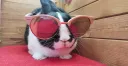 mi_miau banner