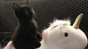 Karuta Cove Discord server banner