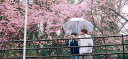 BL Tea Cafe Discord server banner