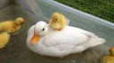 Duck Lovers banner