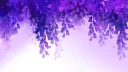 Wisteria  Fólkvangr banner