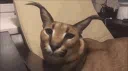 Mow Mow Discord server banner