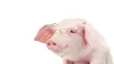 Hamily banner