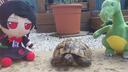 Turtle Arcade Banner