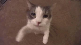 Cat Emotes Discord server banner