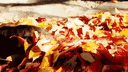 Cat Emotes banner