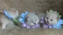 Cat Emotes server banner