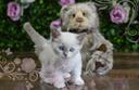 cat cult  Banner