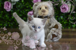 cat cult 🐾 Discord server banner