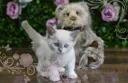 cat cult 🐾 Discord server banner