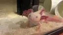 Axolotl Central banner