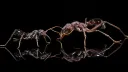 ANTARIUMS 🐜 banner