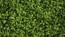 BUSH banner