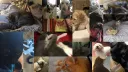 I used to Pet My Cats banner