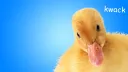 quackcord banner