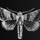 Moth Gang: Revamped banner