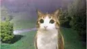 cat(craft) 🌈 Discord server banner