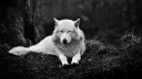 La Manada 🐺 banner