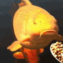 VCPPOE banner