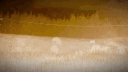 Ley Salvaje banner