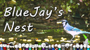 BlueJay's Nest Banner