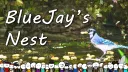 BlueJay's Nest banner